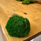 Preserved Moss Décor Bundle