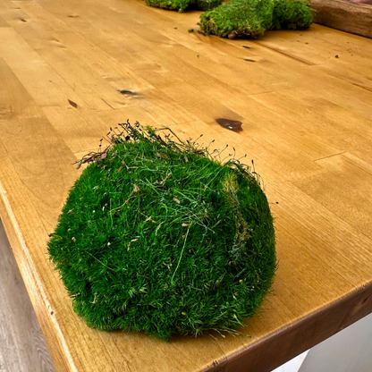 Preserved Moss For Crafts