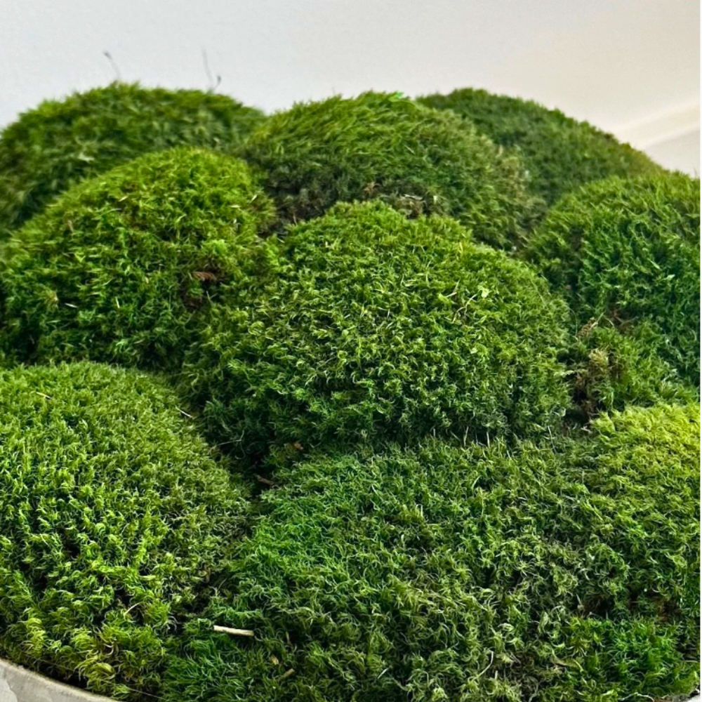 Preserved Moss For Crafts