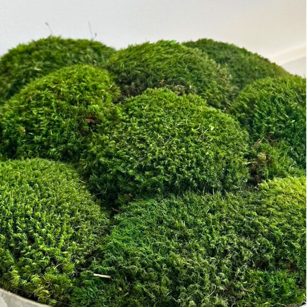 Preserved Moss Décor Bundle