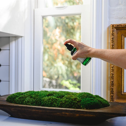 Moss Renew / Conditioner for Preserved Moss