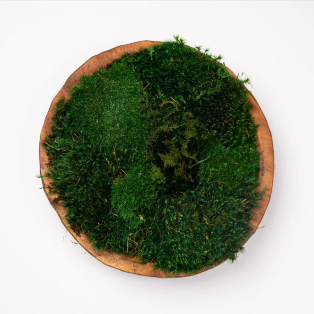 Round Moss Dough Bowl