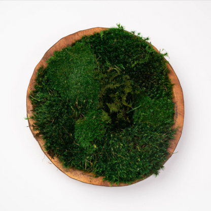 Round Moss Dough Bowl