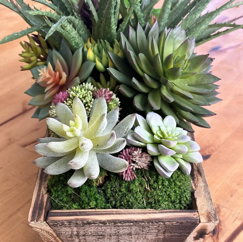 Large Succulent Arrangement