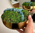 Brass Bowl with Moss and Blue SucculentS