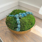 Brass Bowl with Moss and Blue SucculentS
